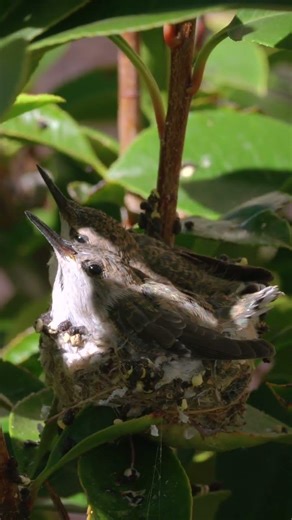 Baby Humming Birds in their Nest