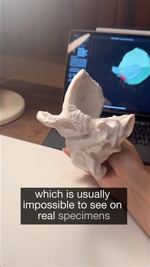 Med Student Builds a Temporal Bone From Scratch