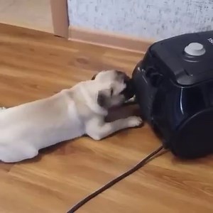 Pug puppy attacks vacuum cleaner! Instagram: @lavrentiy_pug | BuzzSharer Pugs