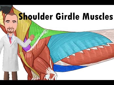 Shoulder Girdle Muscles of the dog
