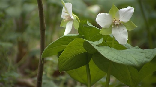 Tips to get through Spring allergy season