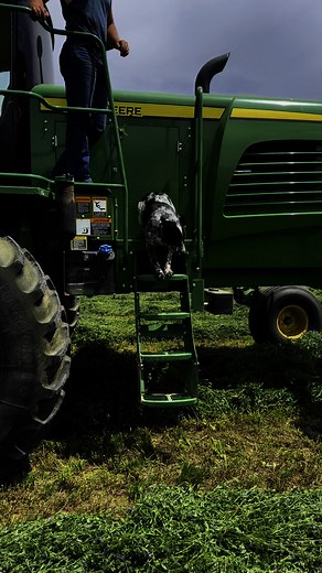 June went by in a flash! First crop of hay is getting stacked and most of our water is back on, got to go help Oxbow Cattle Company brand a few, taught my youngest how to hike hay and our fall born calves weighed in awesome. #idaho #cattle #ranch #life | J Lazy S Angus Ranch