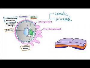 USMLE ACE Video 246: Embryonic Development: Key Stages, Cellular Differentiation, and Timeline
