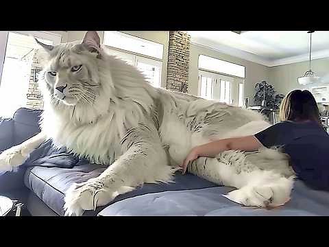 The BIGGEST CAT BREEDS In The World