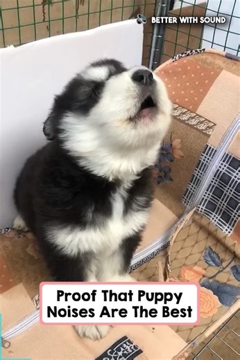28 reactions | Proof That Puppy Noises Are The Best Puppy noises are the best! 凉❤ #dog #cutedog #puppy | Animals Pets | Facebook