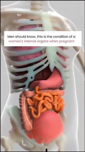 This 3D visualization shows how deeply pregnancy transforms a woman’s body