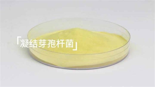 Bacillus Coagulans Lyophilized Powder | a Highly Active Spore-forming Probiotic, the