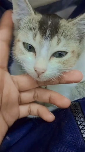 #mimu #mimi #cat #kitty