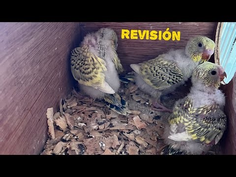 Nest inspection in breeding pairs