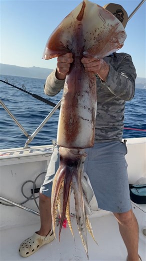 Massive Humbolt Squid!! #middleeast #fishing #SquidGame #creatures #squid | BlacktipH