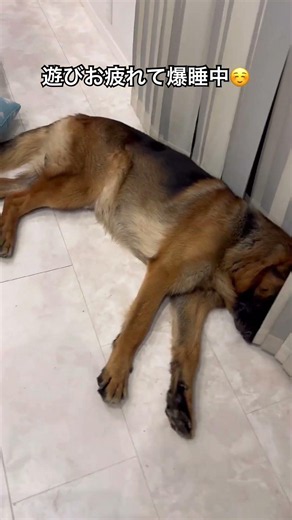 家の中静かすぎる☺️#ジャーマンシェパード #germanshepherd #大型犬のいる生活 #多頭飼いの日常