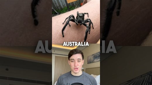 Why insects in Australia can grow larger than elsewhere