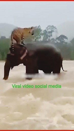 The elephant rescued the Royal Bengal tiger from the river