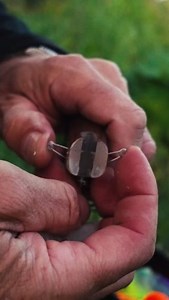 Curious why the Deviator Tail is the ultimate new lure? 👀💥 Discover what makes it a must-have for your tackle box! 💪🐟 #savagegear #savageworld #savageadventures #lureswithattitude #DeviatorTail | Savage Gear UK