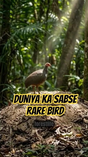 दुनिया का सबसे अजीब पक्षी! | Nicobar Megapode Bird #forestlife #forestlife #facts #indianmammals