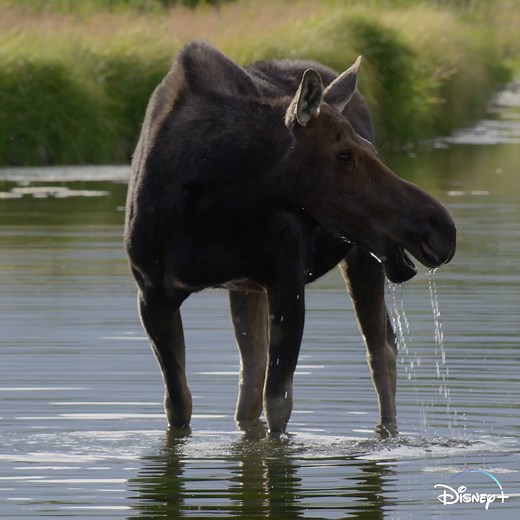 57K views · 2.7K reactions | It’s not your typical grand romantic gesture, but for these moose, it's an essential part of the mating process. America the Beautiful, an Original series narrated by Michael B Jordan, is now streaming only on Disney+. #AmericaTheBeautifulSeries | National Geographic | Facebook