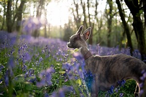 Are Whippets Good For Seniors? - WhippetCentral