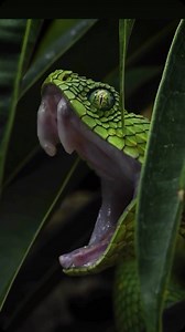 A BIG yawn from a beautiful viper 🐍🐍🐍 #Repost @thereptilereportofficial #westafricanbushviper #greenbushviper #atherischlorechis #bushviper #bushvipers #bushvipersofinstagram #atheris #viper #venomous #venomoussnake #venomoussnakes #venomoussnakesofinstagram #snake #snakesofinstagram #snakebreeder #snakelover #reptile #reptilesofinstagram #reptilepets #reptilefanatics #reptilephotography #reptilekeeper #herpetology #herpetoculture #thereptilereport #thereptilereportofficial | Paul Rosolie