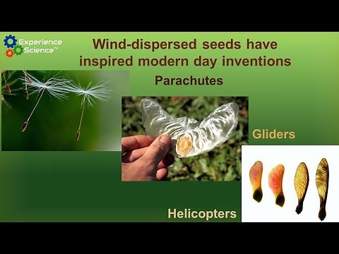 Biomimicry of Wind-Dispersed Seeds