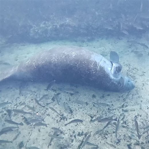 Thi guy was just relaxin. I really thought he was gone there for a second. #manatee #gentlegiants #underwatershenanigans #floridasprings #fyp @Birds Underwater Dive Center