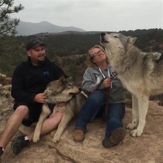The wolves are loving the weather today! #fun #coloradowolfadventures #ghost #spirit #fail #viral #animals #walkwithus #foryou #cute #trending #fyp | Radiant Rituals