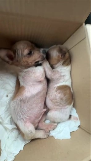 WE NEED FINANCIAL HELP… Over the past month alone, we have rescued so many puppies who came from serious cruelty and neglect situations. They’re safe now, but their medical needs are far greater than we can cover alone. Vet bills for exams, treatments, and medication have added up quickly. That’s just puppies 💔💔 If you’re able, a small donation, €5 can make a huge difference in giving them a healthy start. In helping so many of the animals in our care Thank you for caring about these little on