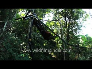 Unidentified Insect ? Please help us identify this insect and spider