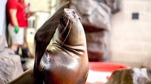 Welcome back, Sparky: Beloved seal and sea lion show returns to St. Paul's Como Zoo