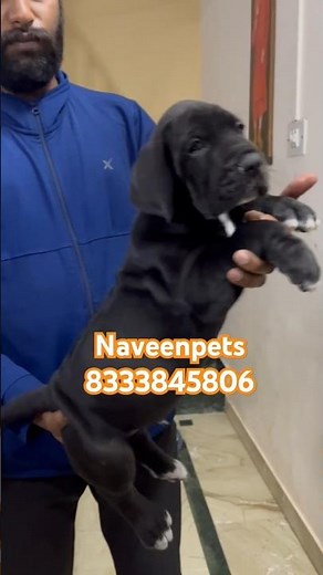 quality Great Dane puppies are available