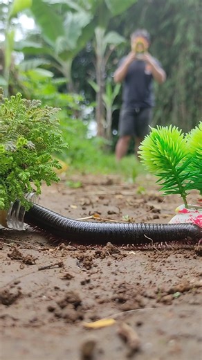 I put flowers on it, unexpectedly a centipede came to it #millipede #millipedes #shorts