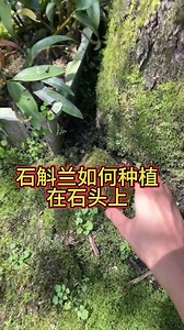 90K views · 557 reactions | Come and teach you how to plant Dendrobium and Dendrobium orchid on stones. Dendrobium planting. Flowers and green plants. Planting tips | Donna Martinez | Facebook