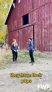 🦇 Happy bat week! Bat week is an international, annual celebration designed to raise awareness about the need for bat conservation. In honor of bat week Corie joined FWP’s first-ever designated bat biologist, Shannon Hilty, to learn about an unexpected bat mecca in Montana, some of the challenges that its inhabitants face, and some ways that scientists hope to help. 🦇 For more information on bat week visit: https://batweek.org/ 🦇 And for excellent educational activities and materials visit: w