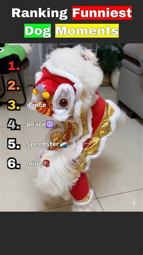 Ranking the Funniest Dog Moments Caught on Camera 😂🐶