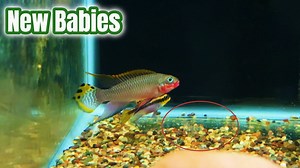 Checking out the new spawn and new fish in my fish room. 🌱 Buy aquarium plants & supplies at https://www.aquariumcoop.com 🐟 Our Online Live Fish Recommendations: https://geni.us/FishRcommedation Join our Drama Free Fish Forum here: https://forum.aquariumcoop.com/topic/57-welcome-to-the-care-forum-look-here-first/ | Aquarium Co-Op