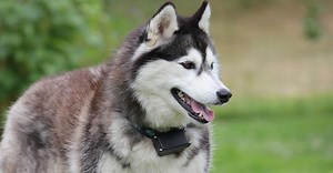 ▷15 důvodů, proč si (ne)pořizovat sibiřského huskyho | Hobbio.cz