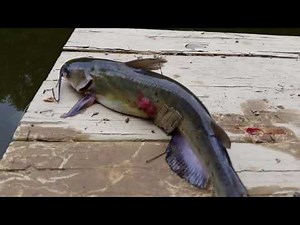 Channel Catfish Sores in 4K - Red sore disease?