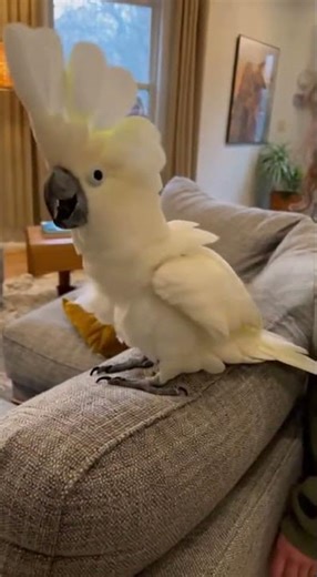 Someone Save mee!! Sassin Acting Day by Day Improving #cockatoo