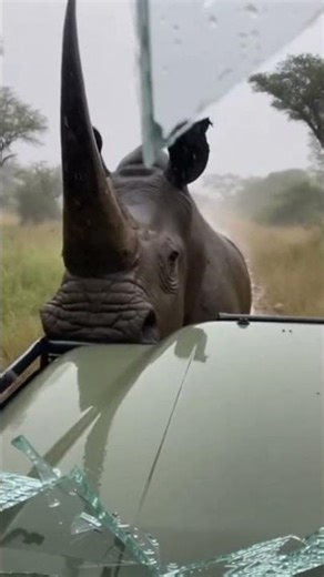 😱 ANGRY RHINO Smashes Windshield! Safari Nightmare 🦏