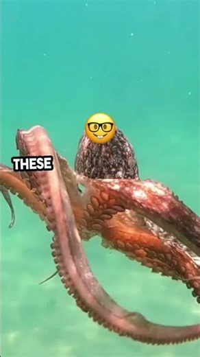 Female Octopuses Embrace Fierce Feminism #secrets