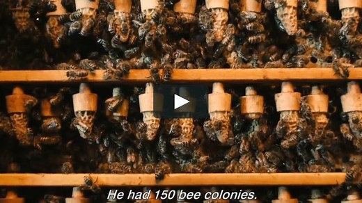 More than honey – English version