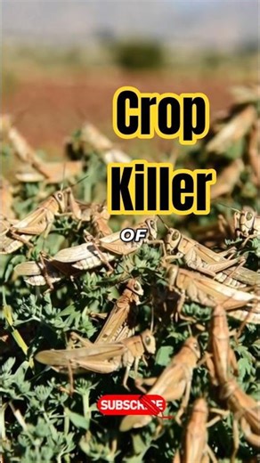 Desert Locust! 😱 Nature’s Fastest Destroyer?