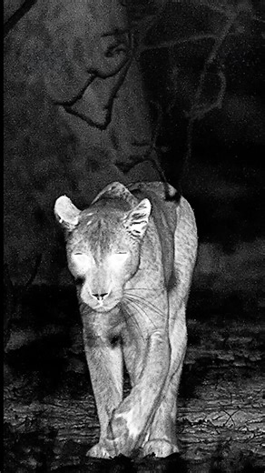 65K views · 3.2K reactions | Night shifts in the wild   After a slow, blazing-hot afternoon, the film crew capture back-to-back action as the stillness of the day turns into complete chaos at night. Some will rise and some will fall... but who will rule this #Kingdom? Find out where to watch via the link in our bio! #SirDavidAttenborough #WildlifeDocumentary #BehindTheScenes #FilmingCrew | BBC Earth | Facebook