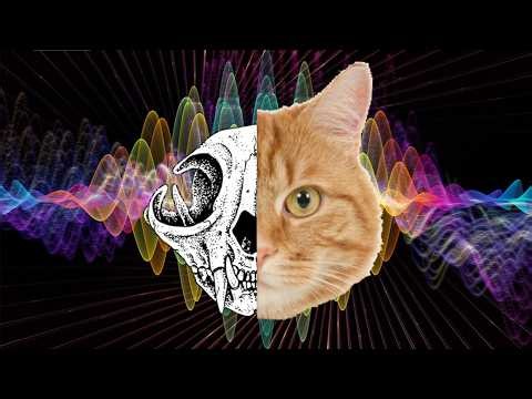 What Is Schrödinger’s Cat?