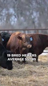 Deckert Simmental Ranch 2026 Production Sale Report