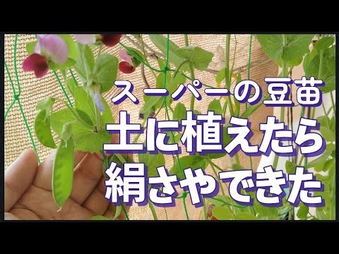 スーパーの豆苗、土に植えたら絹さやできた！さらに育てると…🫛
