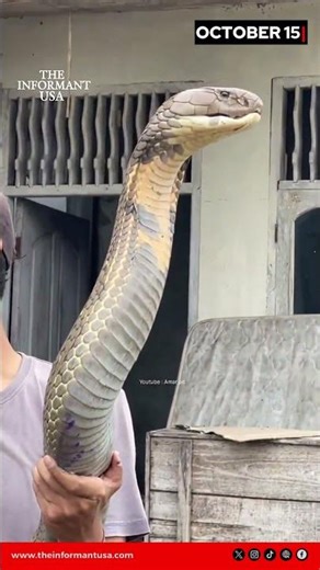 Giant King Cobra Captured on Camera | Massive Snake Goes Viral