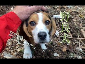 鬼の野良犬