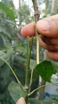 mango v grafting complete process #grafting #gardening #mango #mangovarieties