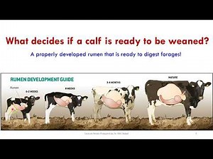 Dairy Management Lecture 10 - Calf Weaning Management