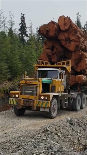 #BCforestry #logging #pacific #fattrucks #foryou #offhighway